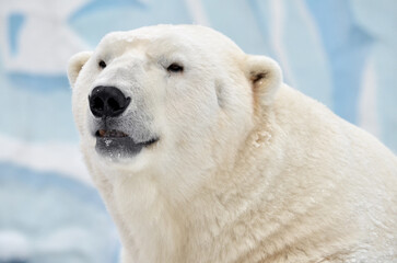 polar bear in the snow