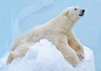 Fotobehang polar bear in the snow © elizalebedewa