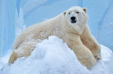 polar bear in the snow