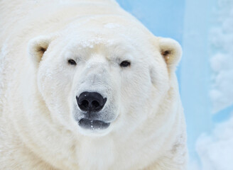 Obraz na płótnie Canvas polar bear close up