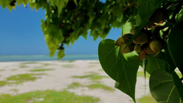 Portia tree or milo on white sand beach, lush and green leaves and seeds, close up