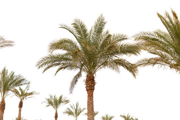 Fototapeta na wymiar Palm tree isolated on white background.