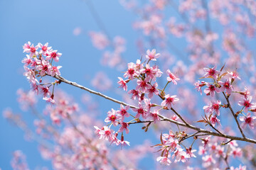 Prunus cerasoides at Chiang mai Province, Pink flower background in winter season  