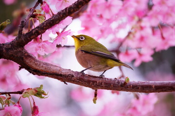 満開の桜と可愛いメジロ