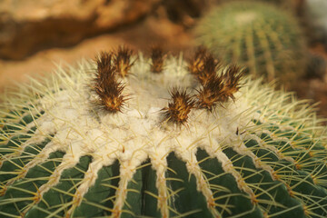 Close-up of a flower of cactus  on the desert floor
