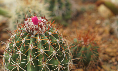 Naklejka na ściany i meble Close-up of a flower of cactus on the desert floor