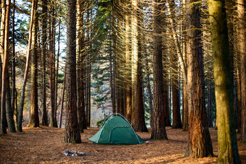 Lonely tourist tent in the autumn picturesque forest. Self-isolation in nature. Tourism concept. Dawn in a sunny forest with a lonely tent. Man lives in the forest. Unity with nature.  © artiemedvedev