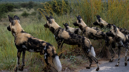 African wild dogs watching together