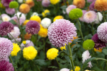 Beautiful bright chrysanthemums bloom in autumn in the garden. Chrysanthemum background with a copy of space.