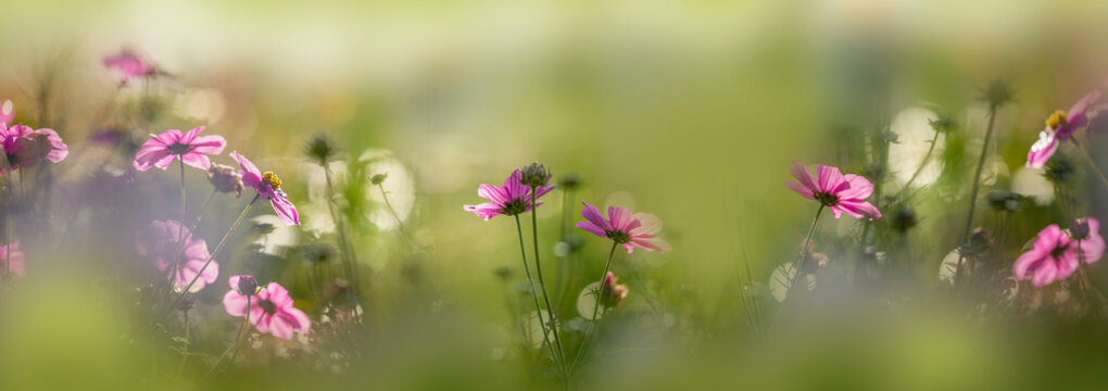 dewy cosmos flowers and grass with nice soft artistic bokeh - autumnal picture