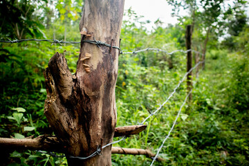 Close-up of barbed wire fence, pole made of wood
