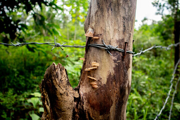 Close-up of barbed wire fence, pole made of wood