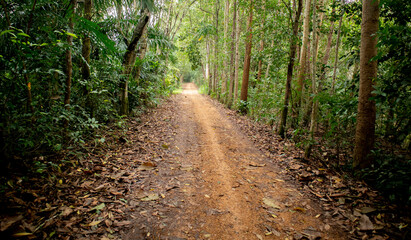 path in the forest