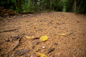 Fallen leaves on the road. Selective focus.