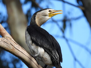 cormorant in tree