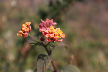 red and yellow flower