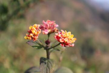 red and yellow flowers