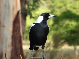 magpie on fence