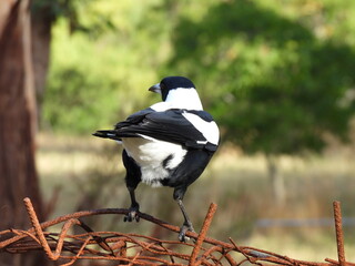 magpie ready to take off