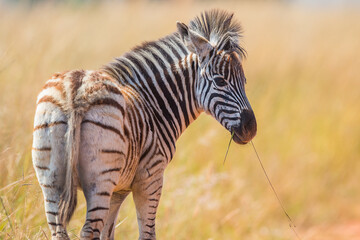 Plains zebra eating grass