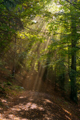 Magical spring morning in a beech forest, the sun rays pass through the tree branches and through the fog and create a fairytale light over the mountain path through the forest. Nature revival concept