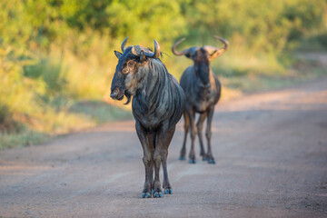 Two wildebeest walking down the road