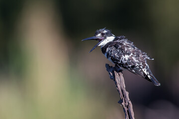 Pied kingfisher with beak open