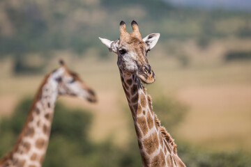 Giraffes in the wild