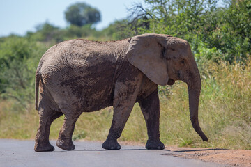 Fototapeta na wymiar African elephant walking across the road