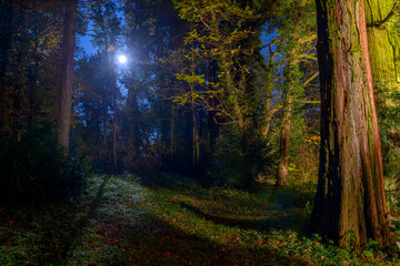 Full moon over the mystic moody trees of magic mystery night forest. Halloween backdrop with dark mysterious vibes. Torch lighted forest at night. Fear of the unknown and darkness, people get lost