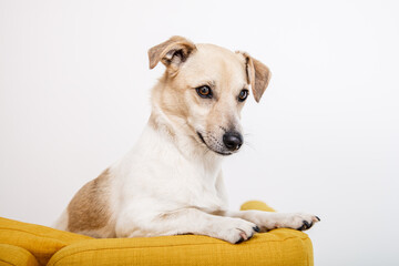 süßer Hund sitzt auf gelbem Sofa