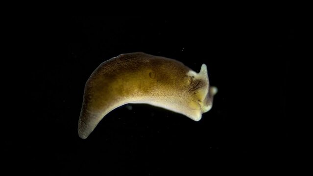 Sea slug under the microscope, family Limapontiidae, possibly Limapontia cocksii, was found in the White Sea, lost their shell in the course of evolutionary development.