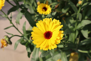 sunflower in the garden