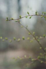 Close up tree with early spring buds concept photo. Springtime in park. Front view photography with blurred green nature background. High quality picture for wallpaper, travel blog, magazine, article