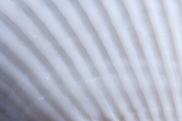 Background image of closeup seashell texture.