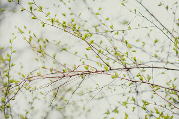 Close up spring blooming tree concept photo. Young branches, stems in springtime. Front view photography with blurred background. High quality picture for wallpaper, travel blog, magazine, article