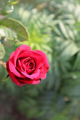 red rose in garden