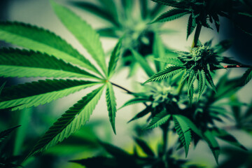 Marijuana cannabis tree with leaf, flowers and bud. Cultivation at outdoor.