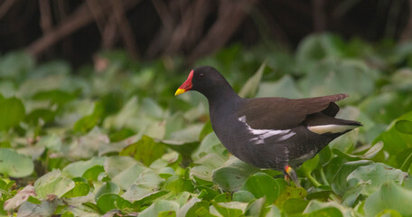 The common moorhen (Gallinula chloropus) 