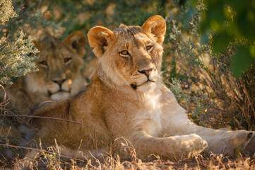 Naklejka na ściany i meble Lion (Panthera leo). Mashatu, Northern Tuli Game Reserve. Botswana