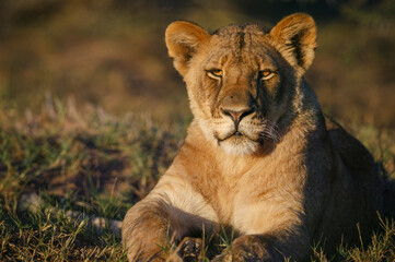 Lion (Panthera leo). Mashatu, Northern Tuli Game Reserve. Botswana