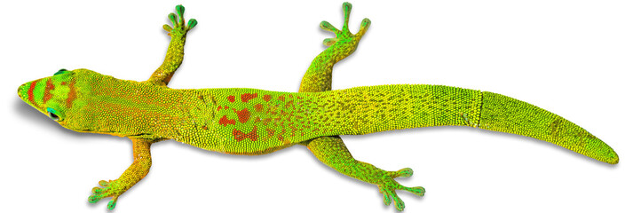 Margouillat, faune de l’île de la Réunion 