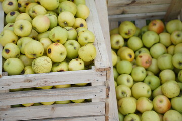 A huge number of fresh apples of different varieties on a big sale