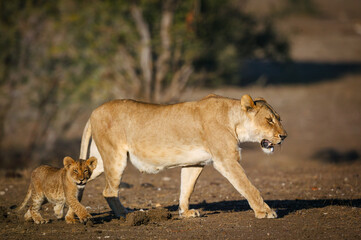 Lion (Panthera leo) female and cub walking across veld.. Mashatu, Northern Tuli Game Reserve. Botswana