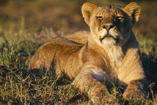 Lion (Panthera leo). Mashatu, Northern Tuli Game Reserve. Botswana