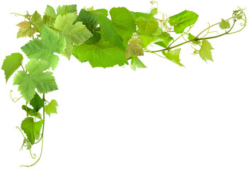 vine leaves isolated on white background