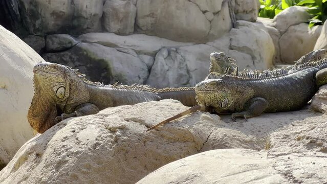 Iguana making a specific gesture with the head while siting with other iguanas on a rock in broad daylight
