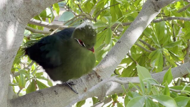 A green young Knysna turaco bird sitting on a tree branch in the shadow
