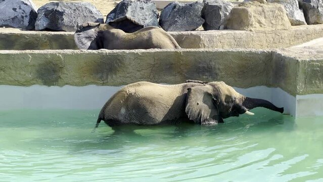 Baby elephants swimming in a pool separated by walls