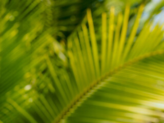 blurred coconut leaves for abstract summer background